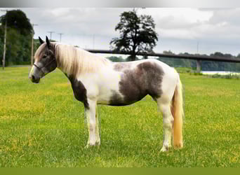 American Quarter Horse, Gelding, 7 years, 15 hh, Gray