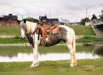 American Quarter Horse, Gelding, 7 years, 15 hh, Gray