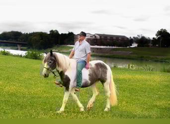 American Quarter Horse, Gelding, 7 years, 15 hh, Gray