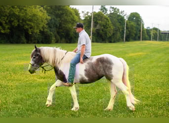 American Quarter Horse, Gelding, 7 years, 15 hh, Gray