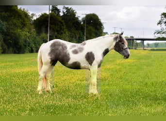 American Quarter Horse, Gelding, 7 years, 15 hh, Gray