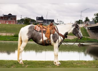 American Quarter Horse, Gelding, 7 years, 15 hh, Gray