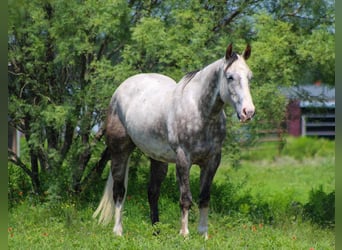American Quarter Horse, Gelding, 7 years, 15 hh, Gray