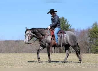 American Quarter Horse, Gelding, 7 years, 15 hh, Grey