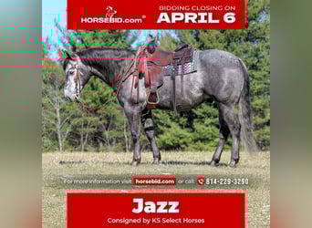 American Quarter Horse, Gelding, 7 years, 15 hh, Grey