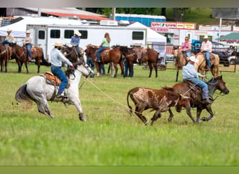American Quarter Horse, Gelding, 7 years, 15 hh, Grey