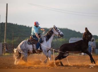 American Quarter Horse, Gelding, 7 years, 15 hh, Grey