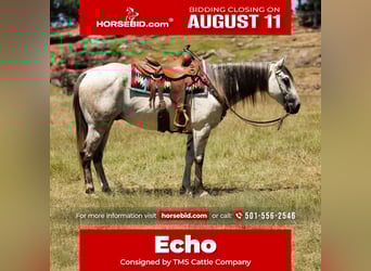 American Quarter Horse, Gelding, 7 years, 15 hh, Grey
