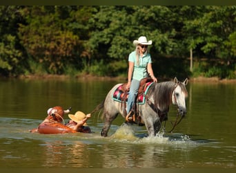 American Quarter Horse, Gelding, 7 years, 15 hh, Grey