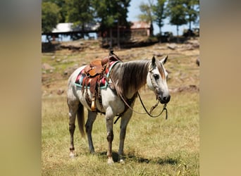American Quarter Horse, Gelding, 7 years, 15 hh, Grey