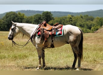 American Quarter Horse, Gelding, 7 years, 15 hh, Grey
