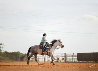 American Quarter Horse, Gelding, 7 years, 15 hh, Grey