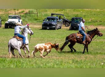 American Quarter Horse, Gelding, 7 years, 15 hh, Grey
