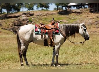 American Quarter Horse, Gelding, 7 years, 15 hh, Grey