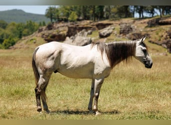 American Quarter Horse, Gelding, 7 years, 15 hh, Grey