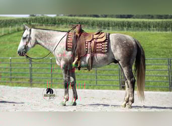 American Quarter Horse, Gelding, 7 years, 15 hh, Grey