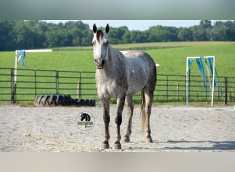 American Quarter Horse, Gelding, 7 years, 15 hh, Grey