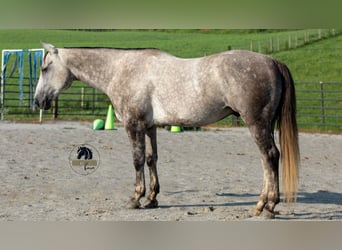 American Quarter Horse, Gelding, 7 years, 15 hh, Grey