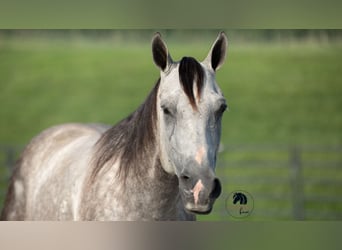 American Quarter Horse, Gelding, 7 years, 15 hh, Grey