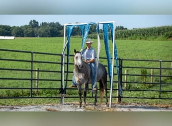American Quarter Horse, Gelding, 7 years, 15 hh, Grey