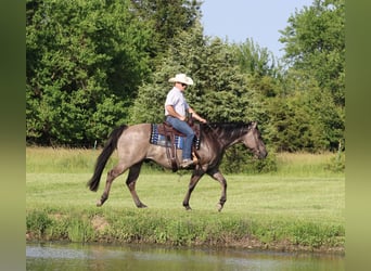 American Quarter Horse, Gelding, 7 years, 15 hh, Grullo