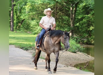 American Quarter Horse, Gelding, 7 years, 15 hh, Grullo