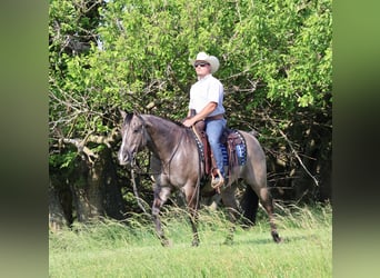 American Quarter Horse, Gelding, 7 years, 15 hh, Grullo