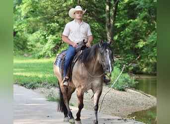 American Quarter Horse, Gelding, 7 years, 15 hh, Grullo