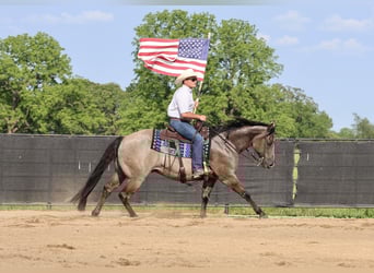American Quarter Horse, Gelding, 7 years, 15 hh, Grullo