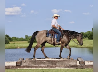 American Quarter Horse, Gelding, 7 years, 15 hh, Grullo