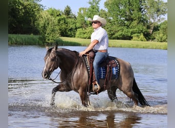 American Quarter Horse, Gelding, 7 years, 15 hh, Grullo