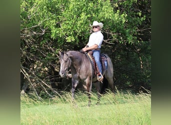 American Quarter Horse, Gelding, 7 years, 15 hh, Grullo