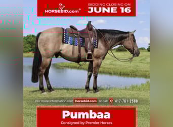 American Quarter Horse, Gelding, 7 years, 15 hh, Grullo