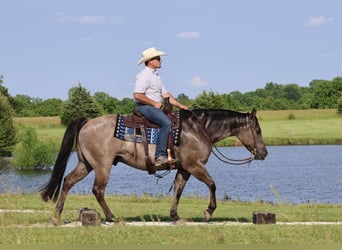 American Quarter Horse, Gelding, 7 years, 15 hh, Grullo