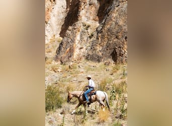 American Quarter Horse, Gelding, 7 years, 15 hh, Palomino