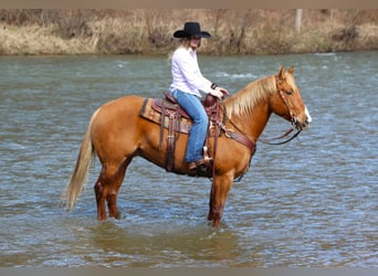 American Quarter Horse, Gelding, 7 years, 15 hh, Palomino