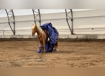 American Quarter Horse, Gelding, 7 years, 15 hh, Palomino