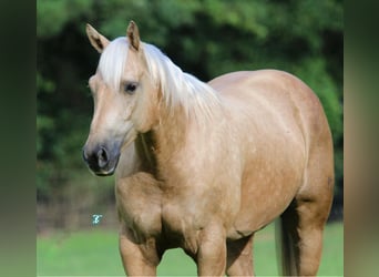 American Quarter Horse, Gelding, 7 years, 15 hh, Palomino