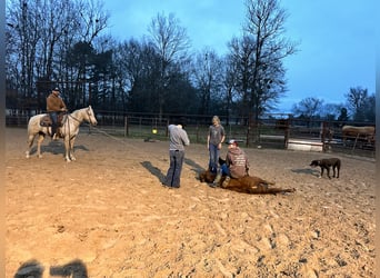 American Quarter Horse, Gelding, 7 years, 15 hh, Palomino