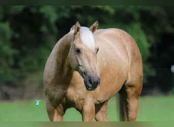 American Quarter Horse, Gelding, 7 years, 15 hh, Palomino