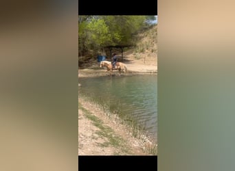 American Quarter Horse, Gelding, 7 years, 15 hh, Palomino