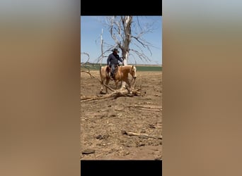 American Quarter Horse, Gelding, 7 years, 15 hh, Palomino