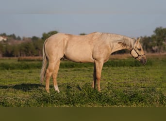 American Quarter Horse, Gelding, 7 years, 15 hh, Palomino