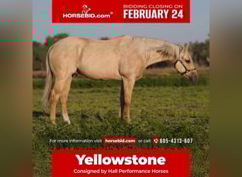 American Quarter Horse, Gelding, 7 years, 15 hh, Palomino