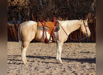 American Quarter Horse, Gelding, 7 years, 15 hh, Palomino