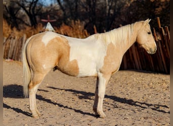 American Quarter Horse, Gelding, 7 years, 15 hh, Palomino