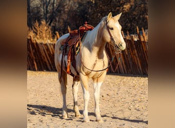 American Quarter Horse, Gelding, 7 years, 15 hh, Palomino