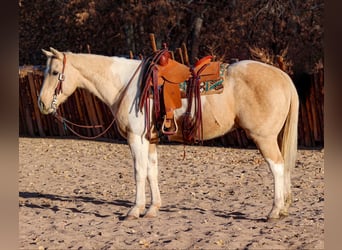 American Quarter Horse, Gelding, 7 years, 15 hh, Palomino