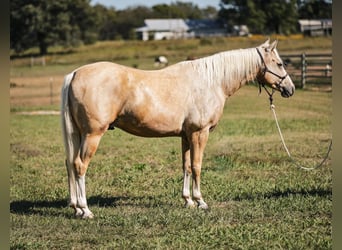 American Quarter Horse, Gelding, 7 years, 15 hh, Palomino