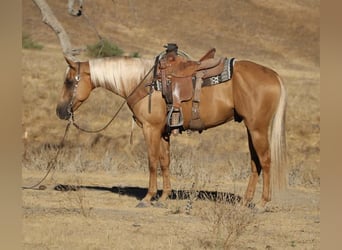 American Quarter Horse, Gelding, 7 years, 15 hh, Palomino